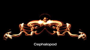 cephalopod